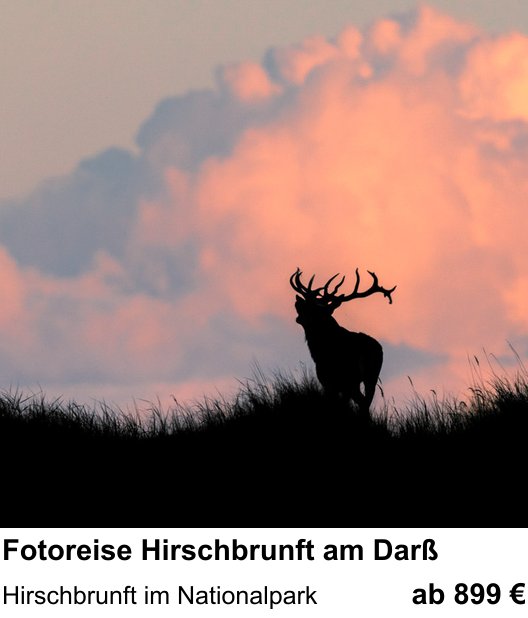 Ruhiger Fotokurs zu Fotoreise Hirschbrunft am Darß: Hirschbrunft im Nationalpark