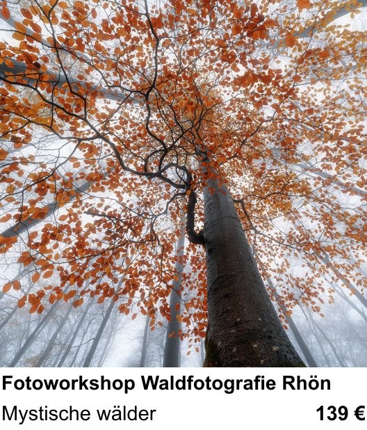 Ruhiger Fotokurs zu Fotoworkshop Waldfotografie Rhön: Mystische wälder