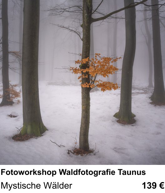 Ruhiger Fotokurs zu Fotoworkshop Waldfotografie Taunus: Mystische Wälder