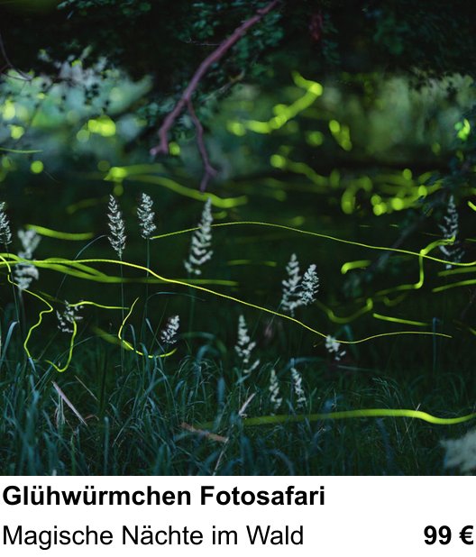 Ruhiger Fotokurs zu Glühwürmchen Fotosafari: Magische Nächte im Wald