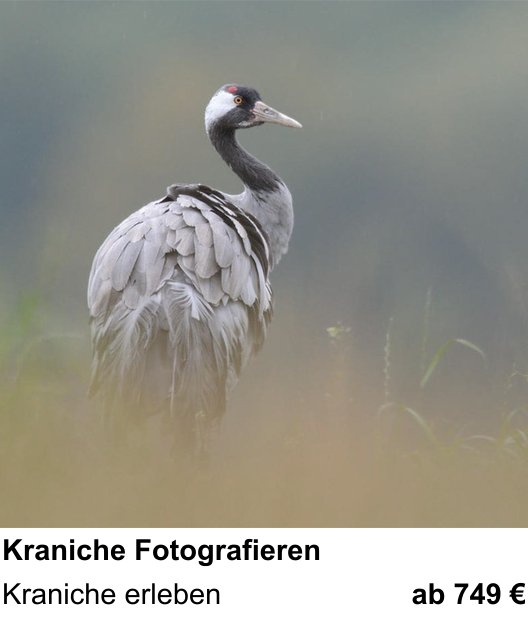 Ruhiger Fotokurs zu Kraniche Fotografieren: Kraniche erleben