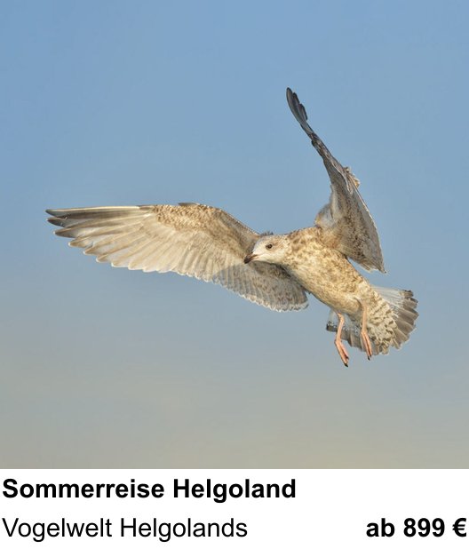 Ruhiger Fotokurs zu Vogelfotografie auf Helgoland: Vogelwelt Helgolands