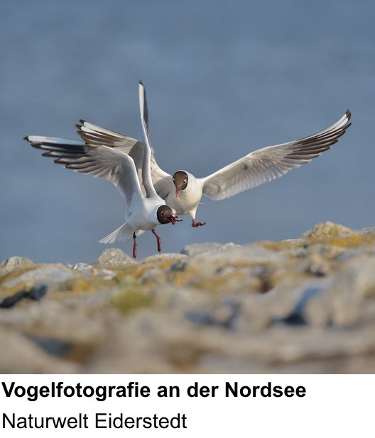 Ruhiger Fotokurs zu Vögel in Eiderstedt fotografieren: Naturwelt Eiderstedt