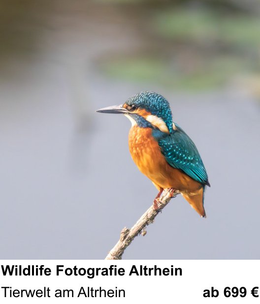 Ruhiger Fotokurs zu Wildlife Fotografie Altrhein: Tierwelt am Altrhein