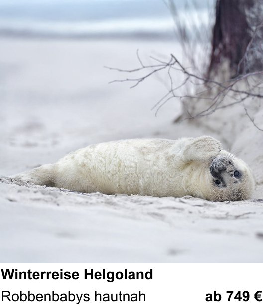 Ruhiger Fotokurs zu Naturfotografie auf Helgoland im Winter: Robbenbabys hautnah