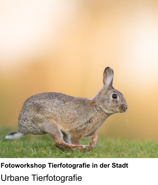 Gestaltungs-Fotoworkshop in Linz: Fotoworkshop Tierfotografie in der Stadt