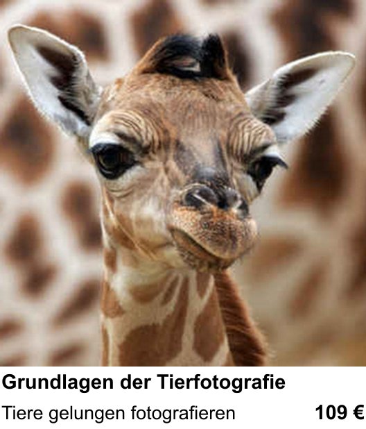 Gestaltungs-Fotoworkshop in Linz: Grundlagen der Tierfotografie