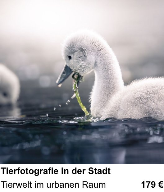 Gestaltungs-Fotoworkshop in Linz: Tierfotografie in der Stadt