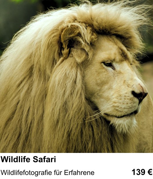 Gestaltungs-Fotoworkshop in Linz: Wildlife Safari